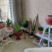 انواع گلهای تزیینی و آپارتمانی