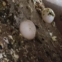 عروس هلندی ماده آماده جفتگیری  با چهار عدد تخم|پرنده|جوادآباد, |دیوار