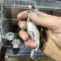 جوجه سهره خلخال ( به شرط)|پرنده|قزوین, |دیوار