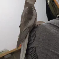 عروس|پرنده|مریوان, |دیوار