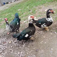 اردک روسی|پرنده|ماسال, |دیوار