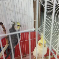 عروس هلندی بالغ آواز خوان|پرنده|نجفآباد, سعدی|دیوار