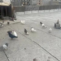 فروش دسته هوایی و کبوتر جفتی