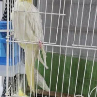 عروس هلندی