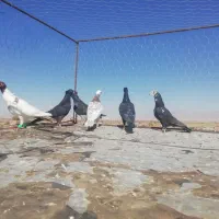 کبوتر پرشی|پرنده|شیروان (خراسان), |دیوار
