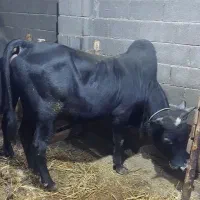 گاو تر