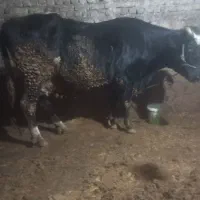 یک راس گاو آبستن|حیوانات مزرعه|نهاوند, |دیوار