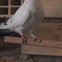 کبوتر|حیوانات|اردبیل, |دیوار