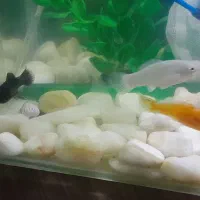 ماهی مولی سه رنگ