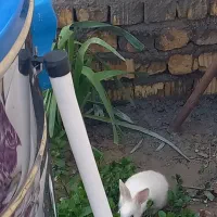 خرگوش فانتزی