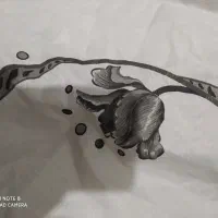 پرده ضخیم ۱۳متر