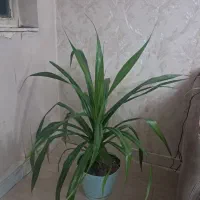 گل اپارتمانی