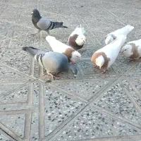 کبوتر فروشی