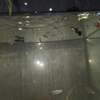 فروش عمده ماهی گوپی