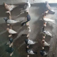 رنگی بیرونی