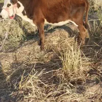 گوساله ماده دورگ|حیوانات مزرعه|جیرفت, |دیوار