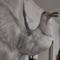 مجسمه طبیعی کاملا سالم