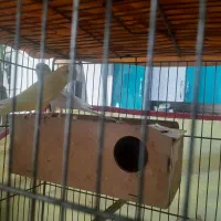 فروش مرغ عشق هلندی