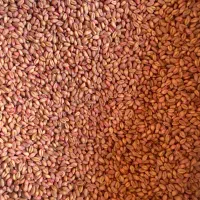 بذر گندم مهین و زرین و ام۱۷