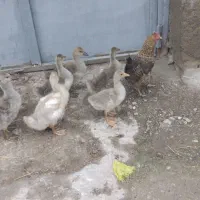 جوجه قو غاز
