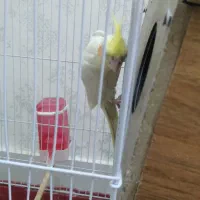 عروس هلندی خونگی|پرنده|اهواز, معین زاده|دیوار