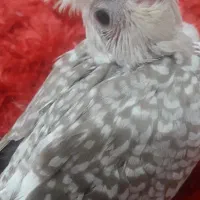 عروس هلندی ۲ماهه،بسیار دوستداشتنی زیبا|پرنده|فومن, |دیوار