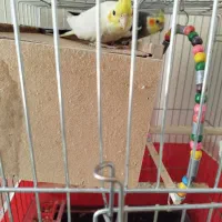 جفت عروس هلندی