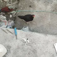 مرغ|حیوانات مزرعه|میناب, |دیوار