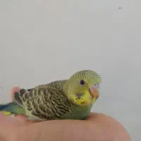 یک جفت مرغ عشق با ۲ جوجه در لونه|پرنده|قنوات, |دیوار