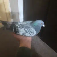 کبوتر|پرنده|آباده, |دیوار