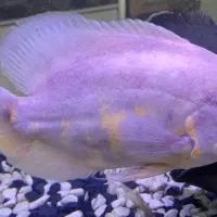 اسکار آلبینو ۲۳سانت|ماهی|پرند, فاز ۶|دیوار