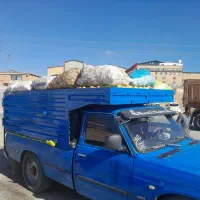 سیب زیردرختی