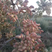 خدمات.اجاره باغ پسته