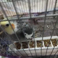 فروش سه عدد عروس هلندی|پرنده|رشت, دخانیات|دیوار