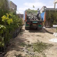 نهال|گل و گیاه طبیعی|تهران, آبشار|دیوار