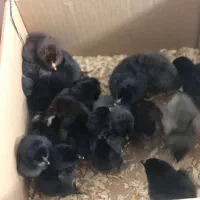 جوجه ۴ روزه محلی درجه یک