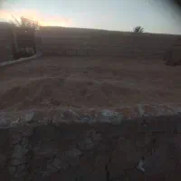 گندم آبی برداشت امسال