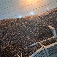 انجیر استهبان