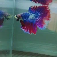 ماهی فایتر|ماهی|تهران, شمیران‌نو|دیوار