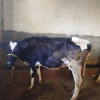 گاو گوشتی و داشتی