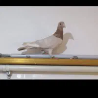 پلاکی|پرنده|بوشهر, |دیوار