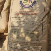 بذر ذرت هیبرید