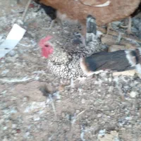 بوقلمون، خروس گردن لخت و مینیاتوری|حیوانات مزرعه|زارچ, |دیوار