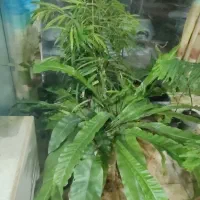 گل و گیاه آپارتمانی استوایی