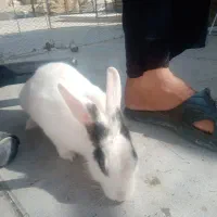 خرگوش