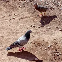 کبوتر|پرنده|بشاریات, |دیوار