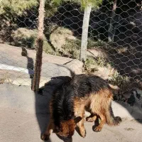 ژرمن بلک|سگ|نیشابور, فضل|دیوار