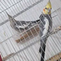 عروس هلندی یاپاریس|پرنده|اهواز, دغاغله|دیوار