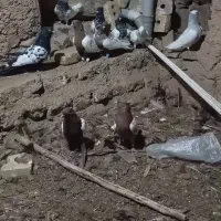 10 عدد کله زرد و سیاه وطوقی|پرنده|تربتحیدریه, رجایی|دیوار