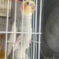 عروس هلندی